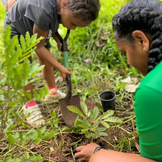 Renforcement de la ripisylve de Farino