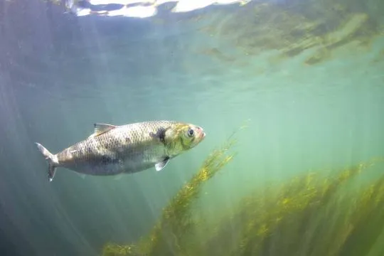 Alose de Méditerranée. Credit : Yannick Gouguenheim / Image et Rivière