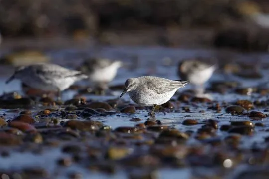 Bécasseau maubèche