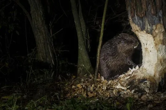 Castor d'Europe (Castor fiber) photographié de nuit, en cours d'abattage d'un arbre