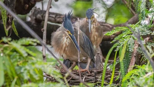 Photo d'un couple de Hérons striés dans leur nid