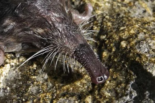 Desman des Pyrénées (Galemys pyrenaicus)