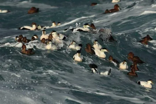 Plusieurs Eiders à duvet dans les vagues