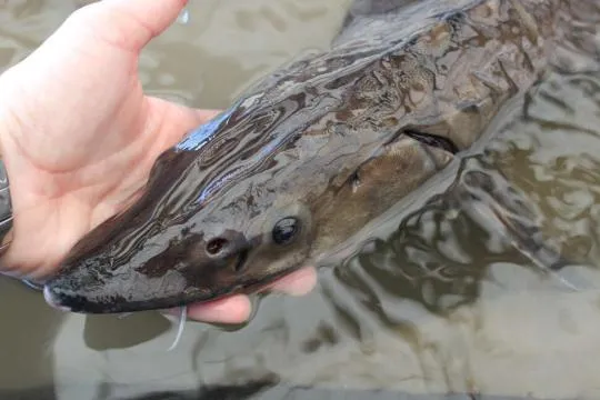 Esturgeon européen (Acipenser sturio)