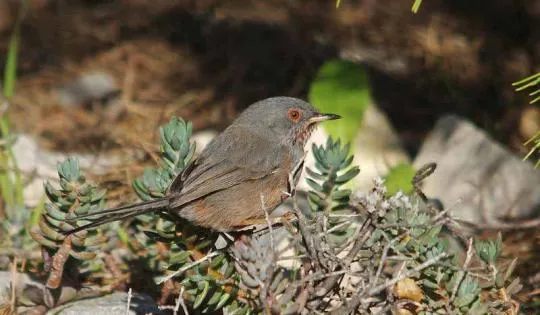 Fauvette pitchou (Sylvia undata)