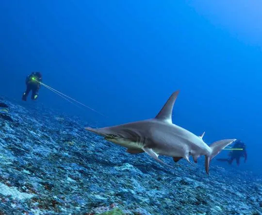 Photo d'un grand requin-marteau et de plongeurs effectuant des mesures au laser