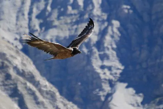 Jeune gypaète barbu (Gypaetus barbatus). Crédit photo : François Breton / Parc national du Mercantour