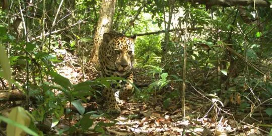 Jaguar (Panthera onca) capturé par un piège photographique