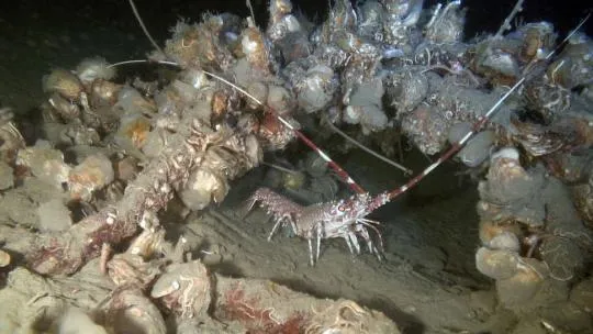 Une langouste s’abritant sous un câble colonisé par des huîtres dans les profondeurs du canyon Lacaze-Duthiers en Méditerranée