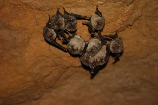 Minioptère de Schreibers. Crédit photo : Thomas Mathieu / Groupe chiroptères de Provence