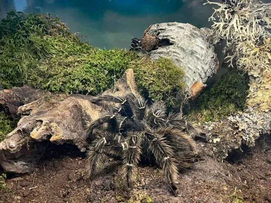 Photo d'une mygale saisie par les policiers de l'environnement