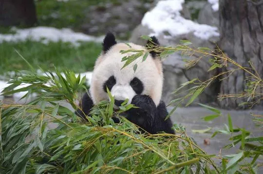 Photo d'un Panda géant dans des feuillages
