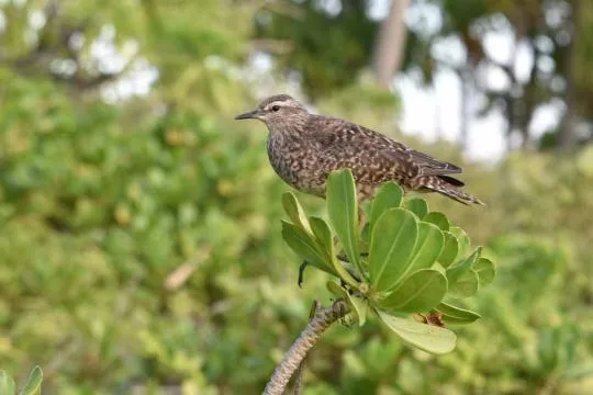Chevalier des Tuamotu (Prosobonia parvirostris)