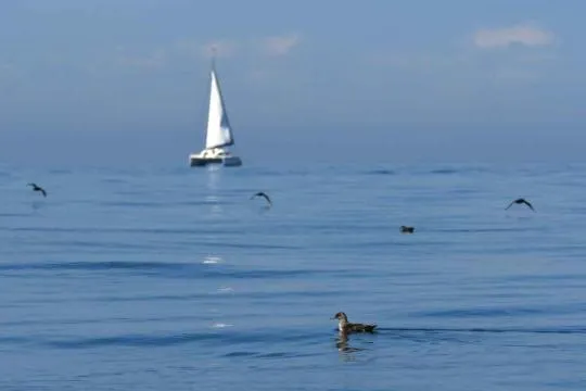 Un puffin des Baléares dans la mer et d'autres puffins des Baléares en vol près d'un bateau à voile