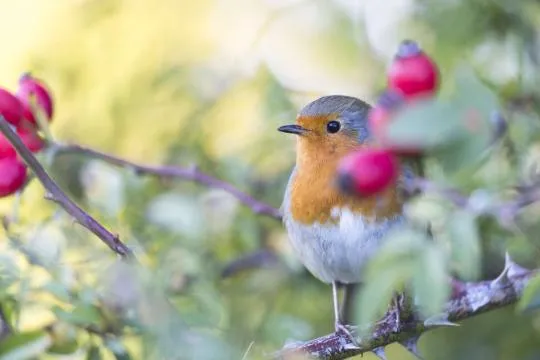 Rougegorge familier (Erithacus rubecula)