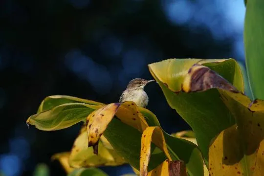 Rousserolle de Rimatara (Acrocephalus rimitarae)