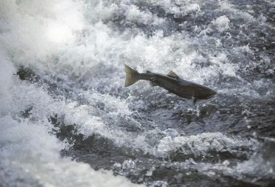 Saumon en train de remonter un cours d'eau