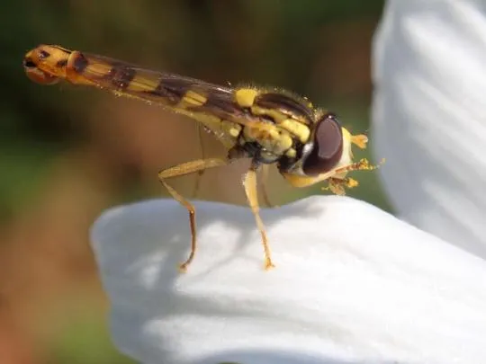 Syrphe porte-plume (Sphaerophoria scripta)