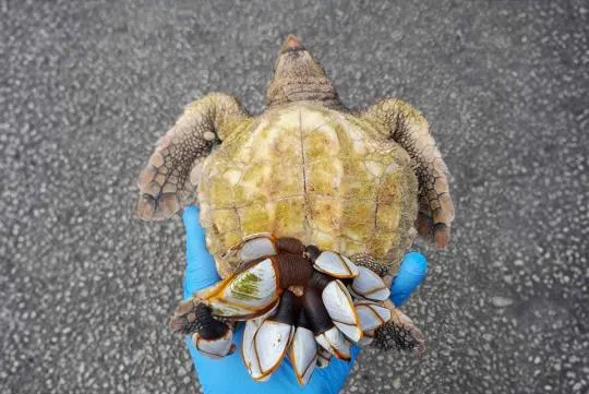 Tortue caouanne avec de nombreux anatifes sur sa ventrale