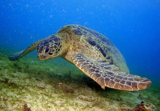 Tortue verte (Chelonia mydas) se nourrissant sur un herbier dans le lagon à Mayotte
