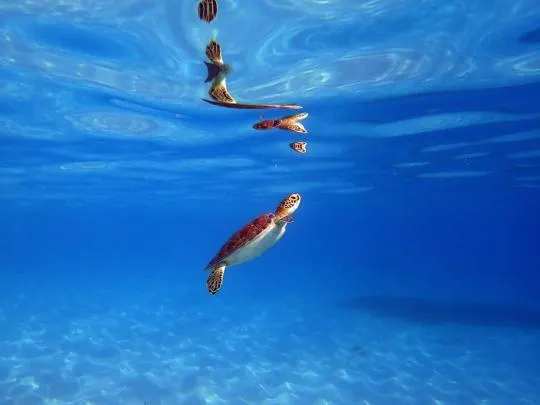 Tortue verte (Chelonia mydas). Benjamin Guichard / OFB