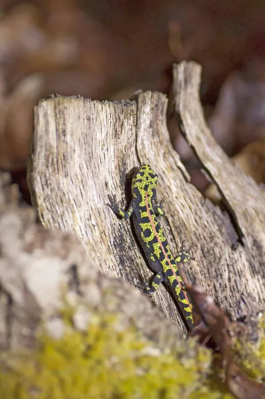 Triton marbré (Triturus marmoratus). Crédit photo : Cédric Auburtin / CEN Nouvelle-Aquitaine