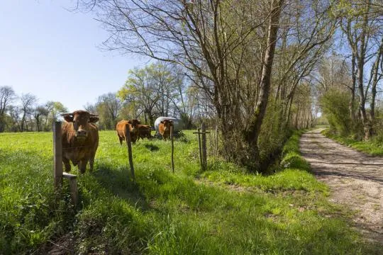 Vaches de race Limousine dans une prairie au printemps