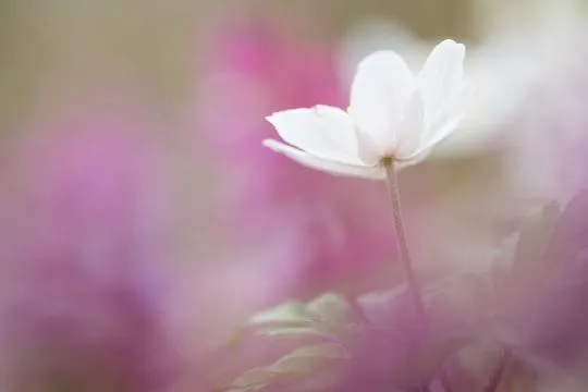 Anémone Sylvie (Anemone nemorosa)