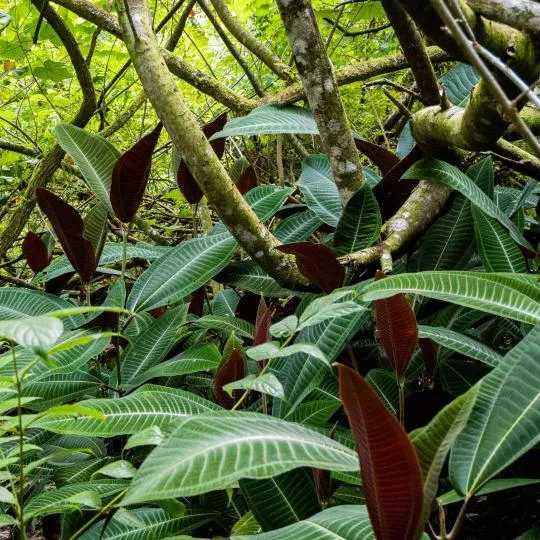 Miconia (Miconia calvescens) en sous-bois – Tahiti