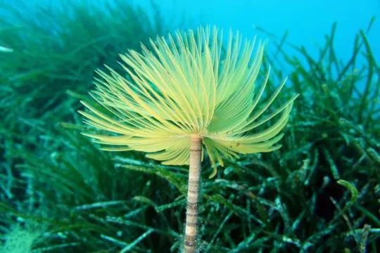 Spirographe (Sabella spallanzanii) logeant près d'un herbier de posidonies (Posidonia oceanica). Crédit photo : Gérard Pergent / EqEL