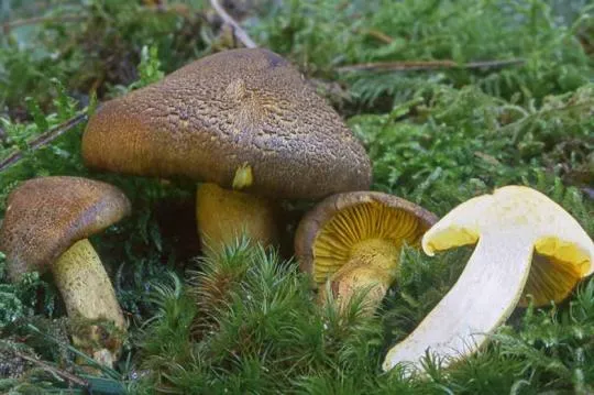 Tricholoma chrysophyllum. Credit : Laurent Deparis