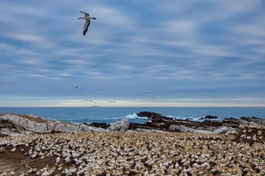 Photo d'une colonie de fous de Bassan (Morus capensis) avec oiseau adulte en vol en Afrique du Sud