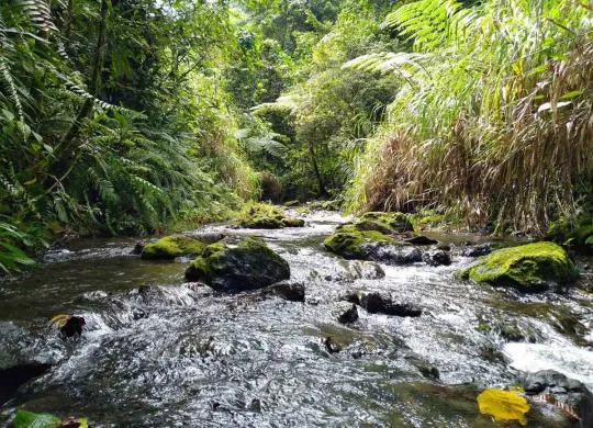 Cours d'eau à Wallis