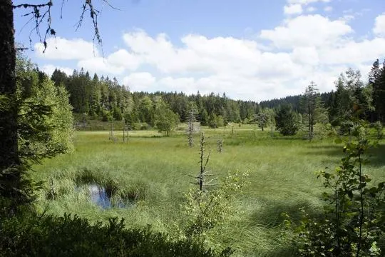 Crédit photo : Marjolaine Chesnais / CEN Lorraine