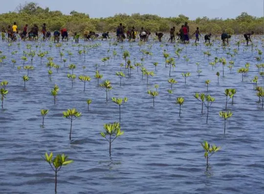 Credit : Jean François Hellio & Nicolas Van Ingen