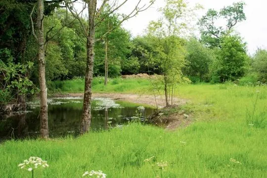 Mare après travaux. Crédit photo : CPIE Logne et Grand-Lieu