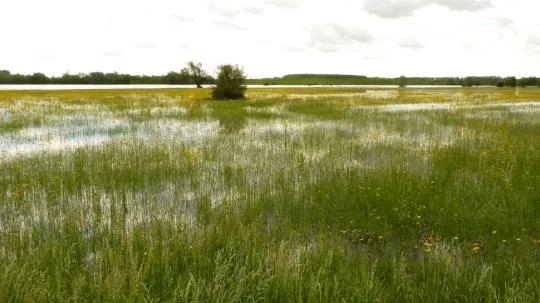 Image d'illustration d'une prairie inondée