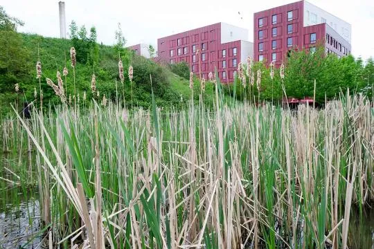 Bassin filtrant devant un quartier résidentiel