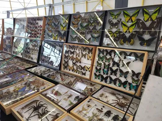 Spécimens d'insectes et d'arachnides