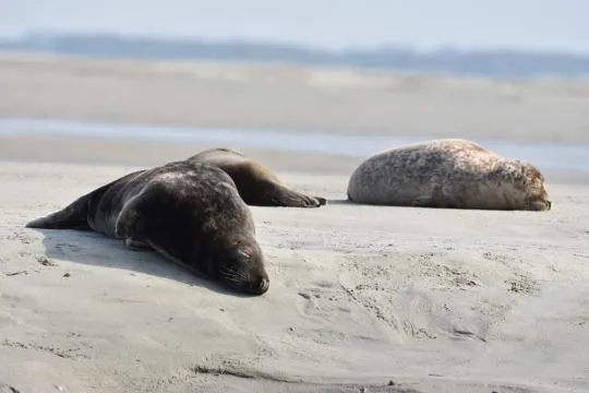 Un phoque gris (Halichoerus grypus) et un phoque veau-marin (Phoca vitulina) dormant paisiblement